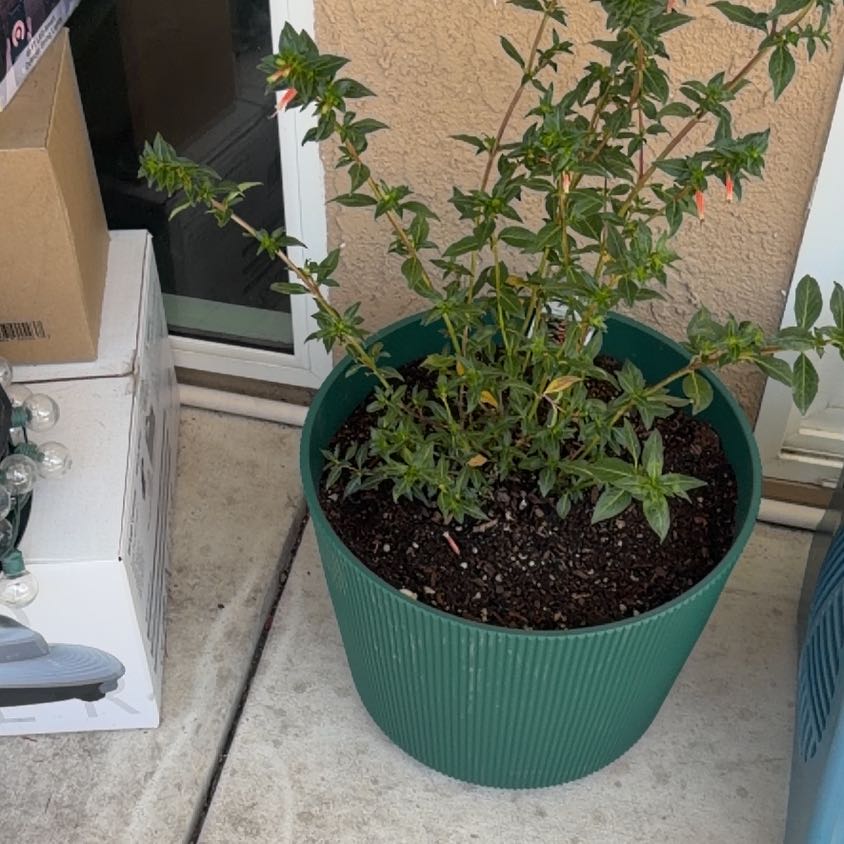 Photo of the plant species Vermillionaire® Firecracker Plant by @IdolBrooklime91 named Beckham on Greg, the plant care app
