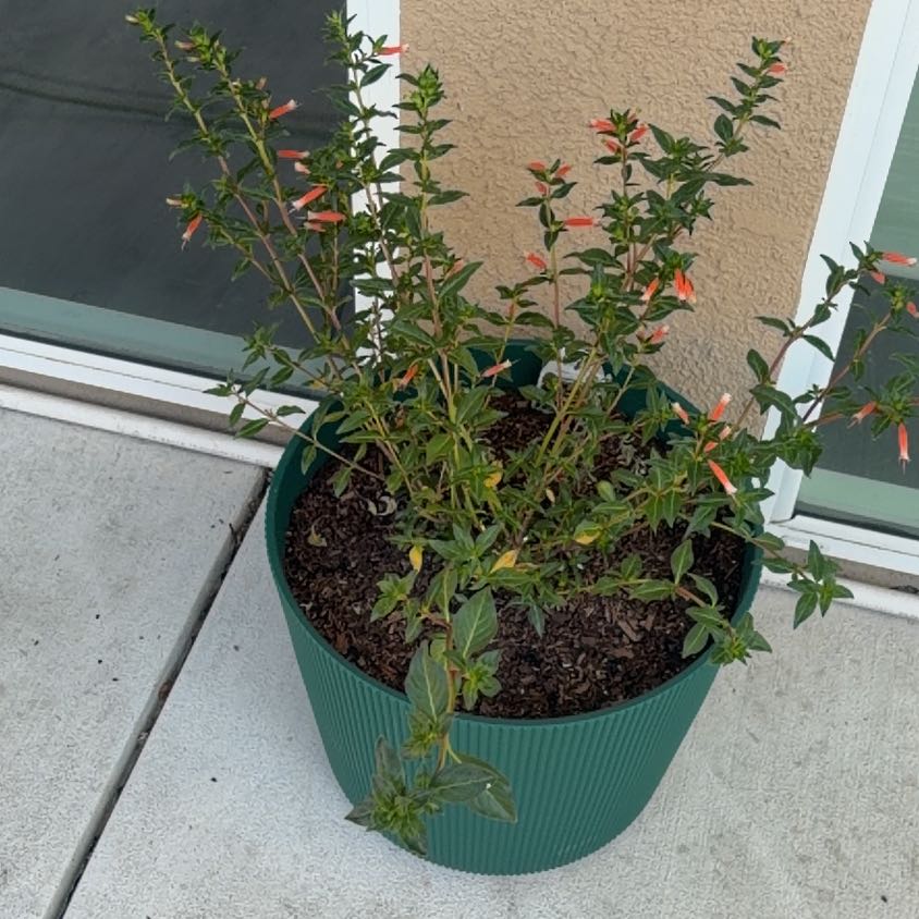 Photo of the plant species Vermillionaire® Firecracker Plant by @IdolBrooklime91 named Sonora on Greg, the plant care app