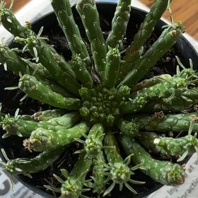 Photo of the plant species Medusa's Head by @AceTupeia11 named Kobe on Greg, the plant care app