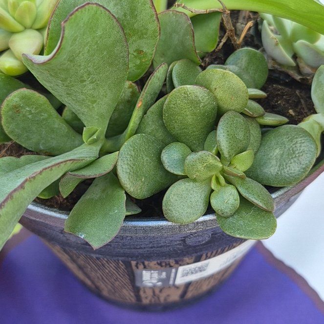 Photo of the plant species Fairy Crassula by @TopPepper86 named Aria on Greg, the plant care app