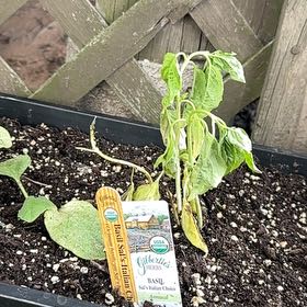 Photo of the plant species Large Leaf Italian Basil by @FoxyKaraka72 named Scarlett on Greg, the plant care app