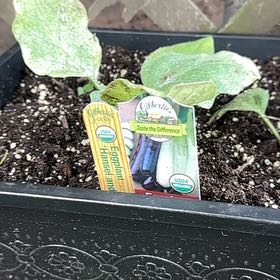 Photo of the plant species Eggplant by @FoxyKaraka72 named Gomez on Greg, the plant care app