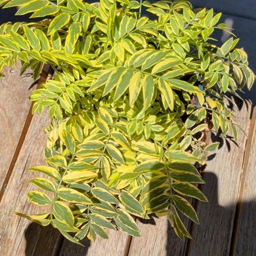 Photo of the plant species American Black Elderberry by @KeenGrass70 named Bruce Lee on Greg, the plant care app
