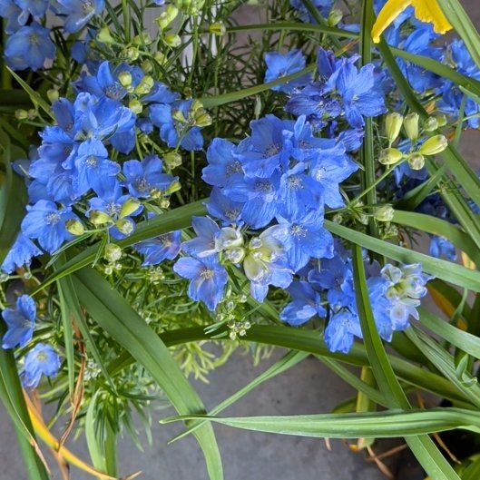 Photo of the plant species Jacob's Ladder by @KeenGrass70 named Scarlett on Greg, the plant care app