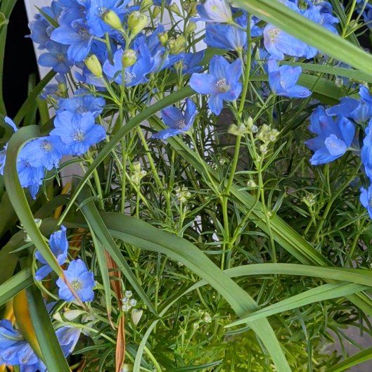 Photo of the plant species Ohio Spiderwort by @KeenGrass70 named Marley on Greg, the plant care app