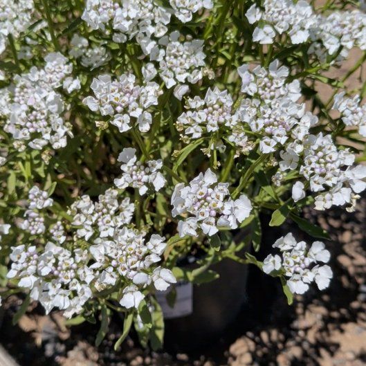 Photo of the plant species Evergreen Candytuft by @KeenGrass70 named Prince on Greg, the plant care app