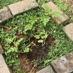 Photo of the plant species Watermelon by @PetMonstera60 named Homer on Greg, the plant care app
