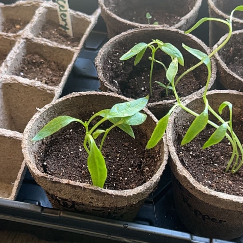 Photo of the plant species Cayenne Pepper by @SolidlySedge2 named Fernie Saunders on Greg, the plant care app