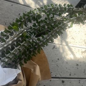 Photo of the plant species Ocotillo by @BraveBlackhaw80 named Curie on Greg, the plant care app