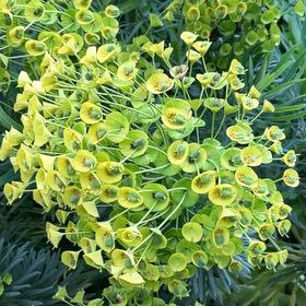 Photo of the plant species Albanian Spurge by Greg named Mollie on Greg, the plant care app