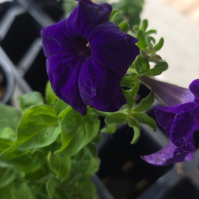 Photo of the plant species Petunia 'Cascadia' by @SpicyTukauki64 named Athena on Greg, the plant care app