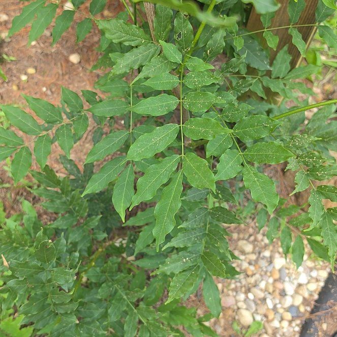 Photo of the plant species Chinese Wisteria by @SpicyTukauki64 named Maya on Greg, the plant care app