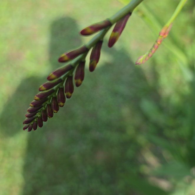Photo of the plant species Greater Cobra Lily by @SpicyTukauki64 named Eva on Greg, the plant care app