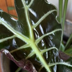 Photo of the plant species Arum Italicum by @ZingMyagrum28 named Leonardo on Greg, the plant care app