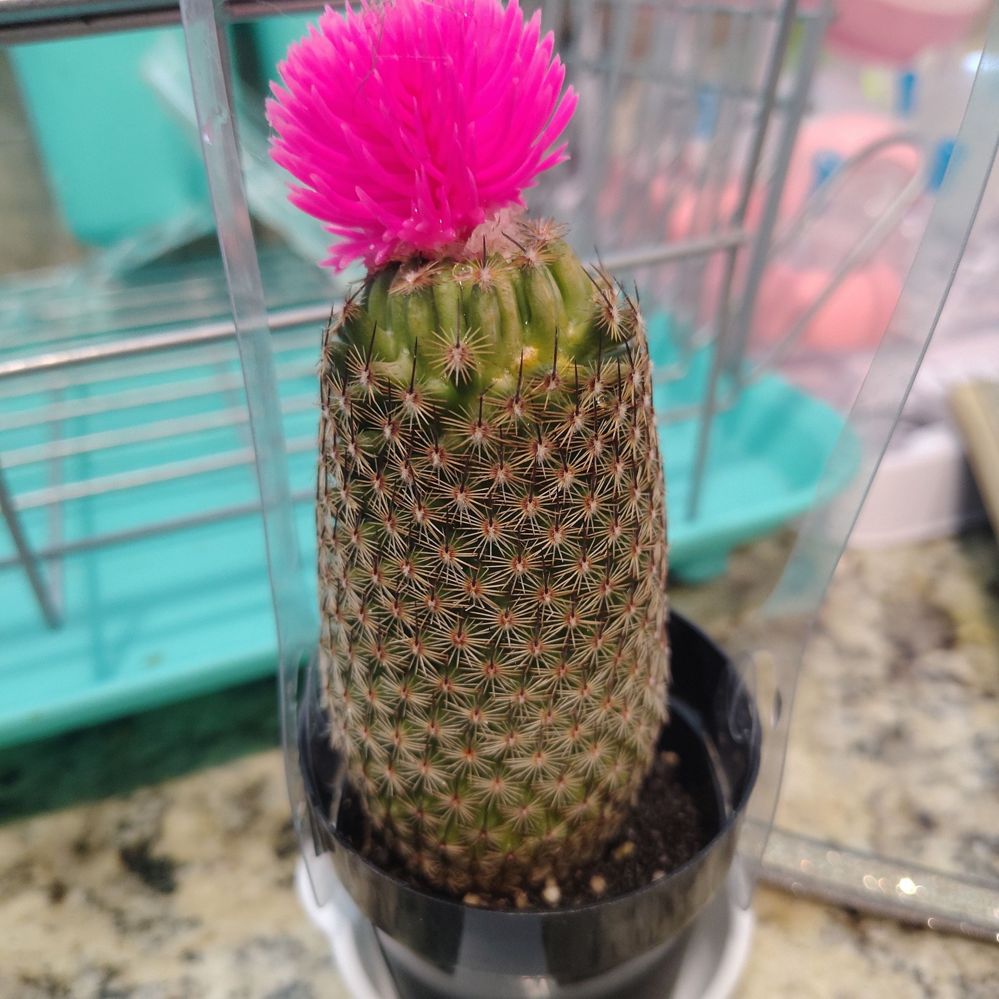 Photo of the plant species Coryphantha erecta by @PremiumBibi15 named Mochi on Greg, the plant care app