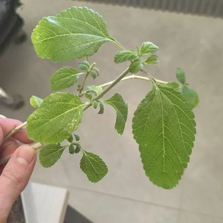Photo of the plant species lemon verbena by @FullBloodroot50 named Elle on Greg, the plant care app