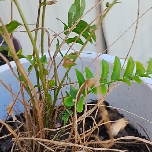 Photo of the plant species Royal Fern by @GemRambutan20 named Aria on Greg, the plant care app