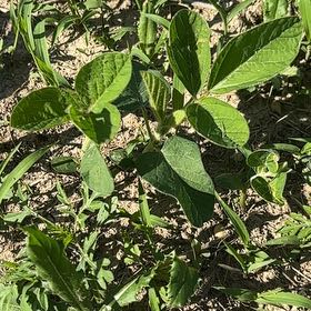 Photo of the plant species Soybean by @HeirAnacua23 named Kobe on Greg, the plant care app
