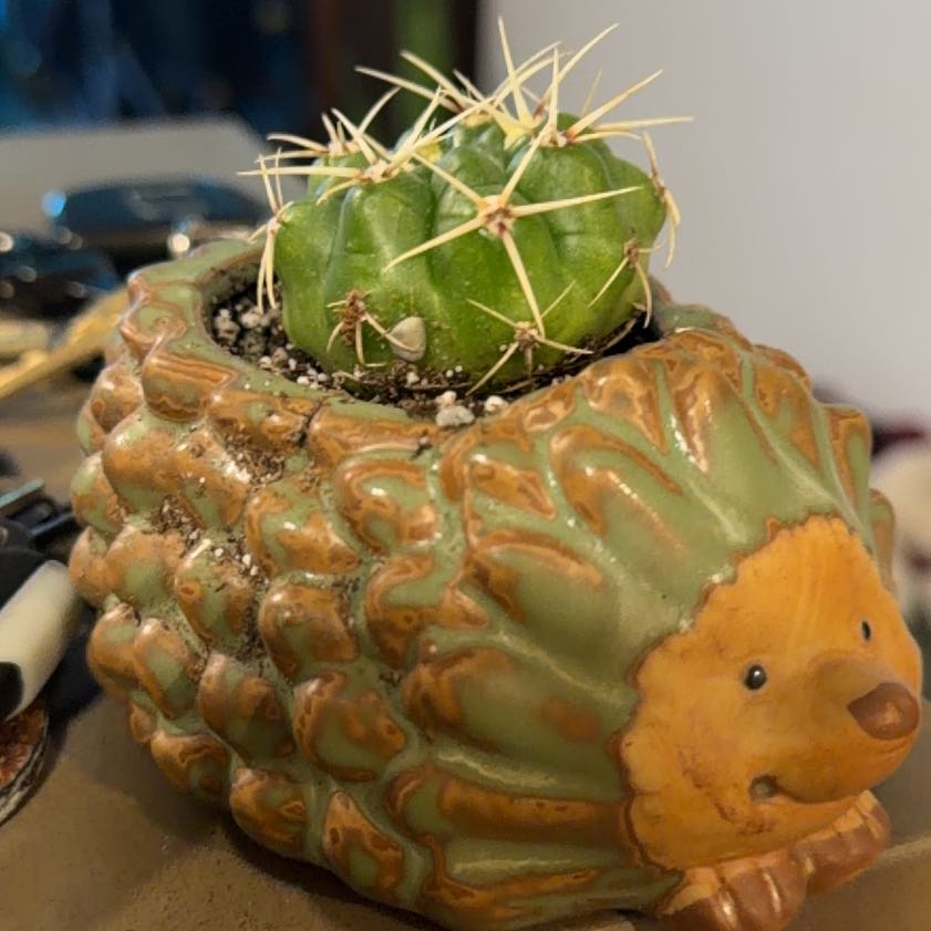 Photo of the plant species Ferocactus histrix by @PeakPlanera1 named Fernie Mercury on Greg, the plant care app