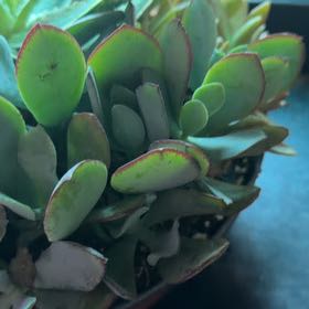 Photo of the plant species Pig's Ear by @PeakPlanera1 named Stella on Greg, the plant care app