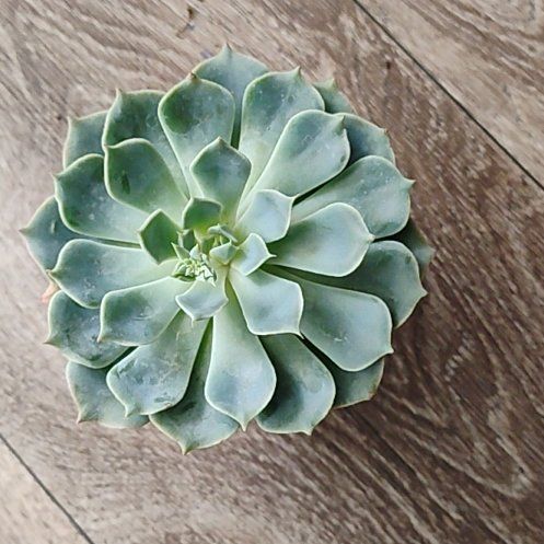 Photo of the plant species Echeveria 'Allegra' by @Hanzloveslovely named Sarah on Greg, the plant care app