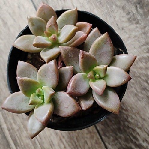 Photo of the plant species Graptosedum 'Vera Higgins' by @Hanzloveslovely named Andrew on Greg, the plant care app