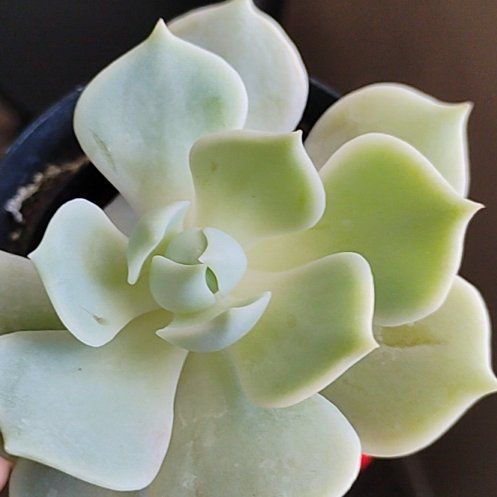 Photo of the plant species Echeveria by @Hanzloveslovely named Phillip on Greg, the plant care app