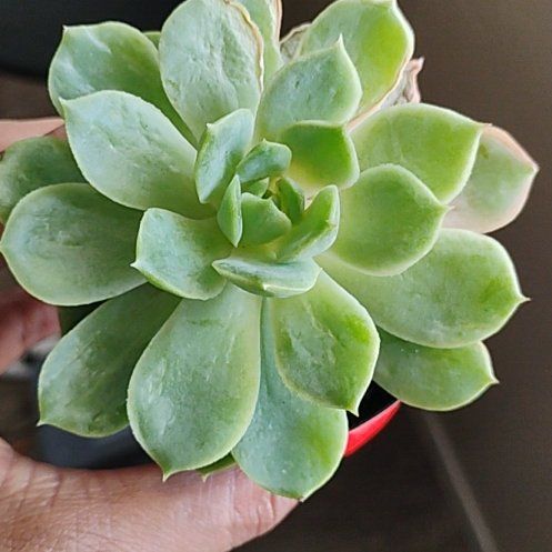 Photo of the plant species Lime N Chile by @Hanzloveslovely named Bartholomew on Greg, the plant care app
