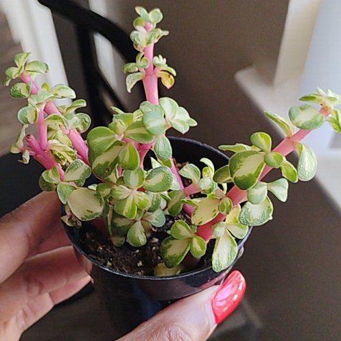 Photo of the plant species Portulacaria afra 'Kaleidoscope' by @Hanzloveslovely named James Son of Alphaeus on Greg, the plant care app