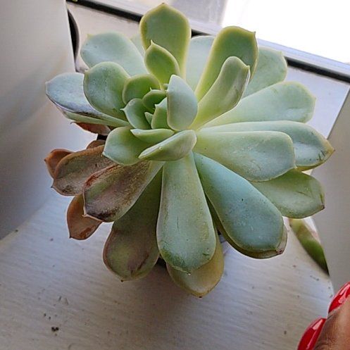 Photo of the plant species Echeveria 'Arctic Ice' by @Hanzloveslovely named Simon the Zealot on Greg, the plant care app