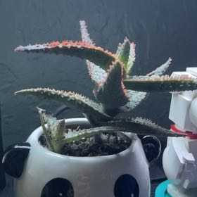 Photo of the plant species Aloe 'Purple People Eater' by @HeadPawpaw89 named Cosmo on Greg, the plant care app