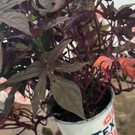 Photo of the plant species Kelly Ray by @_m.a.s.c.a.r.a_ named Syverene on Greg, the plant care app