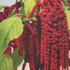 Photo of the plant species Love-Lies-Bleeding by @_m.a.s.c.a.r.a_ named Priscilla on Greg, the plant care app