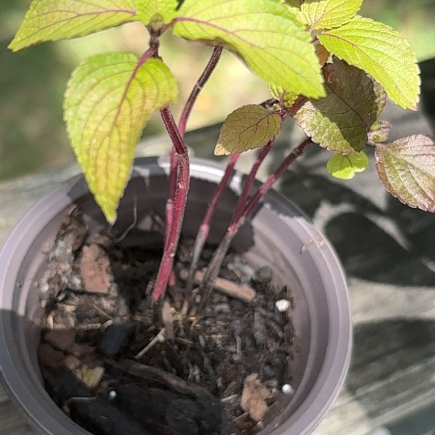 Photo of the plant species Red-Barked Dogwood by @_m.a.s.c.a.r.a_ named Fernie Saunders on Greg, the plant care app
