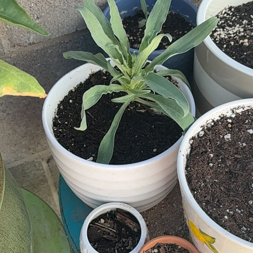 Photo of the plant species Marigold by @LadyGuayule16 named Plato on Greg, the plant care app