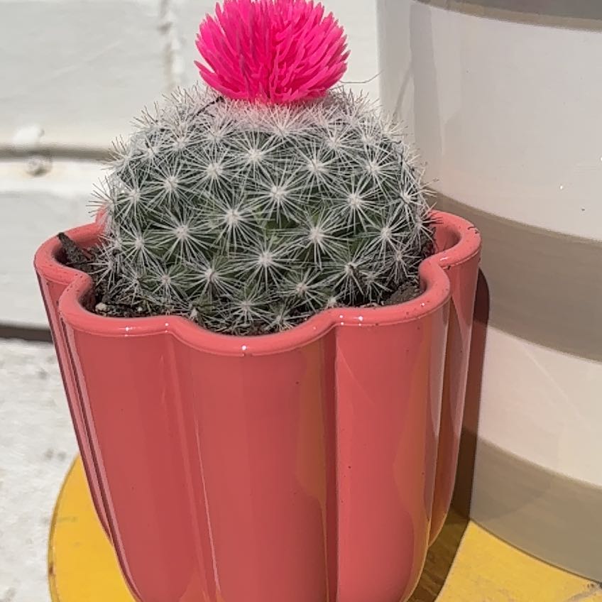 Photo of the plant species Assorted Cactus by @LadyGuayule16 named Cherry on Greg, the plant care app