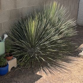 Photo of the plant species Great Plains Yucca by @LadyGuayule16 named Einstein on Greg, the plant care app