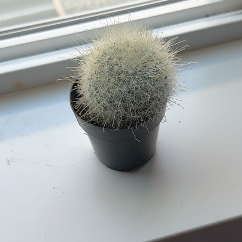 Photo of the plant species Mammillaria densispina by @CoolChaya60 named Maya on Greg, the plant care app