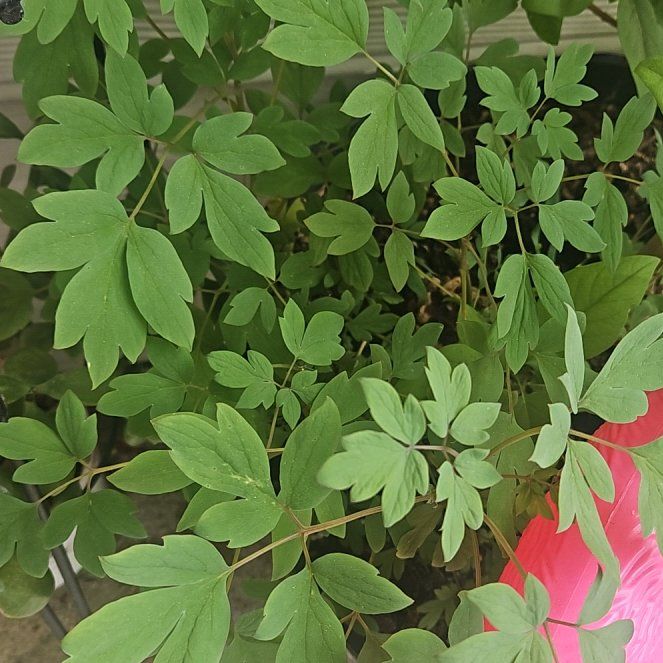 Photo of the plant species Asian Bleeding-Heart by @WillWaxivy38 named LiloStitch on Greg, the plant care app