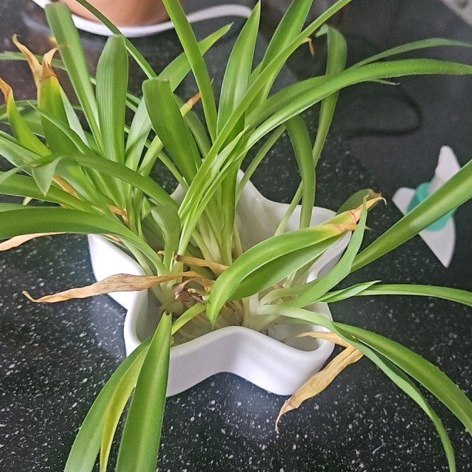 Photo of the plant species Blue Lily by @WillWaxivy38 named Daphne on Greg, the plant care app