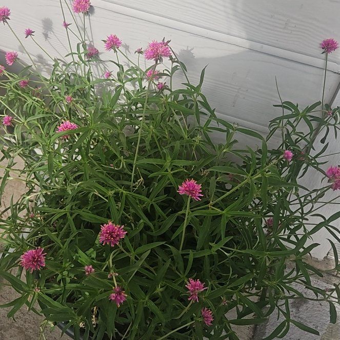 Photo of the plant species Valeriana rubra by @WillWaxivy38 named Mochi on Greg, the plant care app