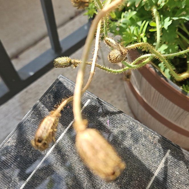 Photo of the plant species Iceland Poppy by @WillWaxivy38 named Pax on Greg, the plant care app