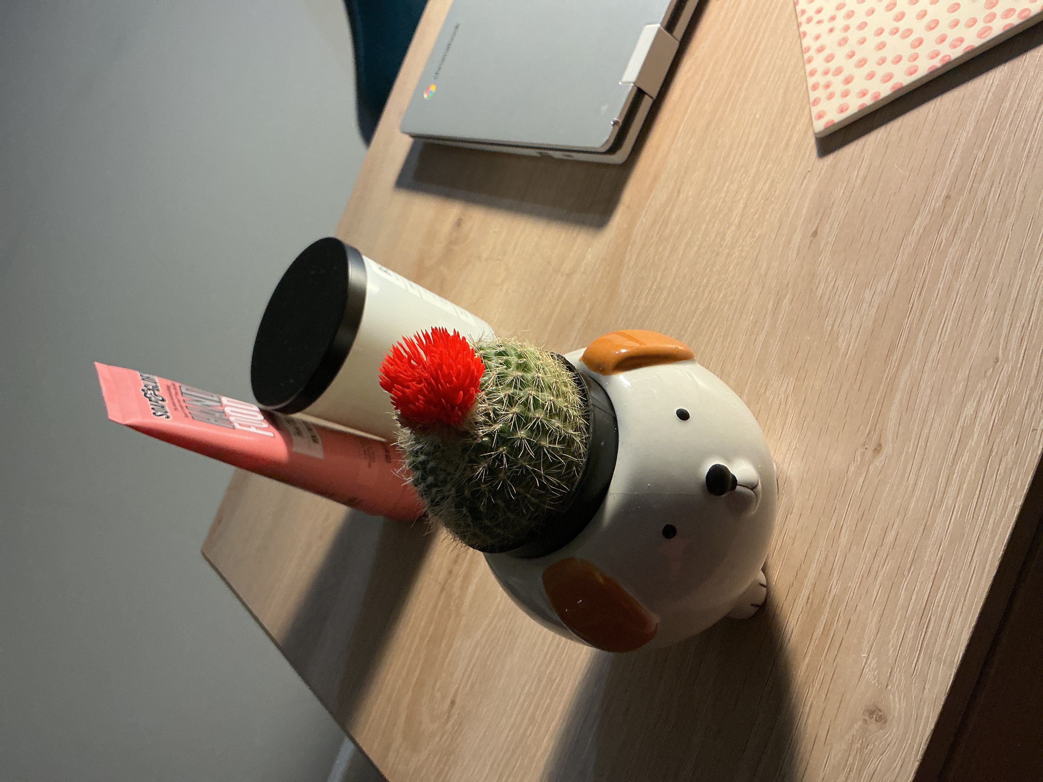 Photo from the post