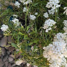 Photo of the plant species Evergreen Candytuft by @CivicDaffodil11 named Coco on Greg, the plant care app