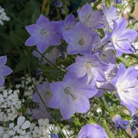 Photo of the plant species Bluebell by @CivicDaffodil11 named Harry on Greg, the plant care app