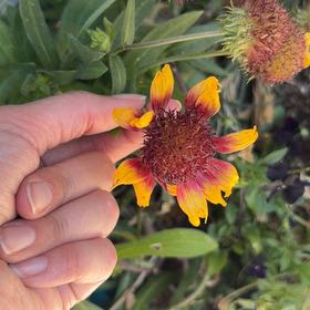 Photo of the plant species Great Blanket Flower by @CivicDaffodil11 named Dax on Greg, the plant care app