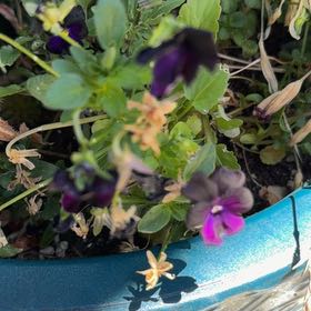 Photo of the plant species Wild Pansy by @CivicDaffodil11 named Mochi on Greg, the plant care app