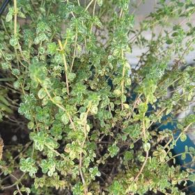 Photo of the plant species Lemon Thyme by @CivicDaffodil11 named da Vinci on Greg, the plant care app