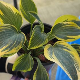 Photo of the plant species Variegated Hosta by @CivicDaffodil11 named Kardashian on Greg, the plant care app