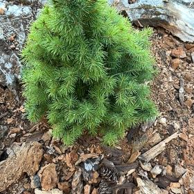 Photo of the plant species Dwarf Alberta Spruce by @CivicDaffodil11 named Einstein on Greg, the plant care app